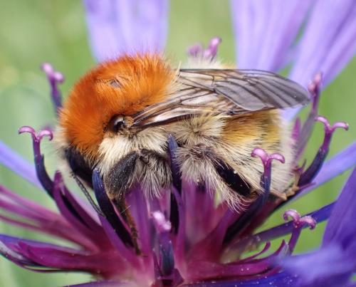 Bombus humilis quasimuscorum